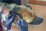 Саратовские ветеринары спасли овчарку Альфу с воспалением уха